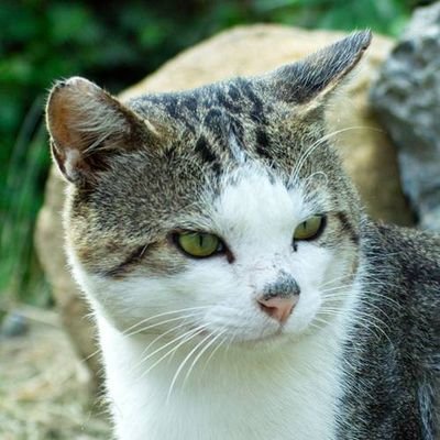 Takumi Aratame (新目 拓海)のプロフィール画像